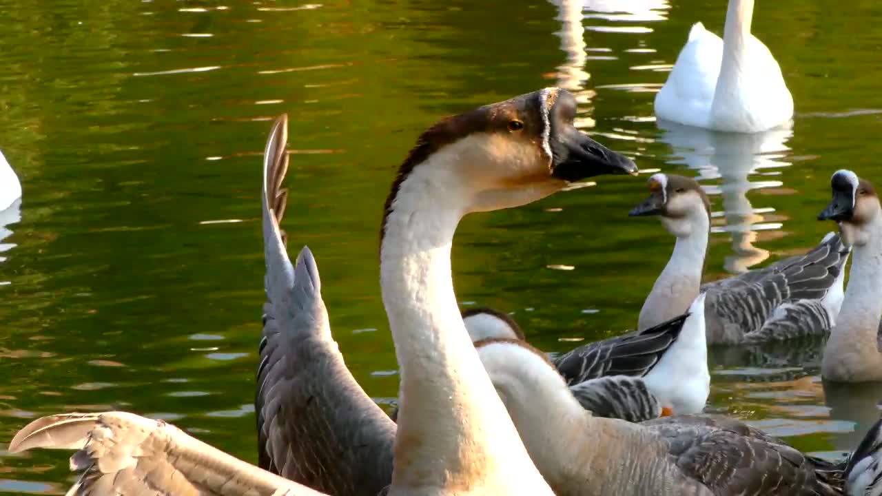Stock Video Geese Swimming In A Lake During A Sunny Afternoon Live Wallpaper For PC