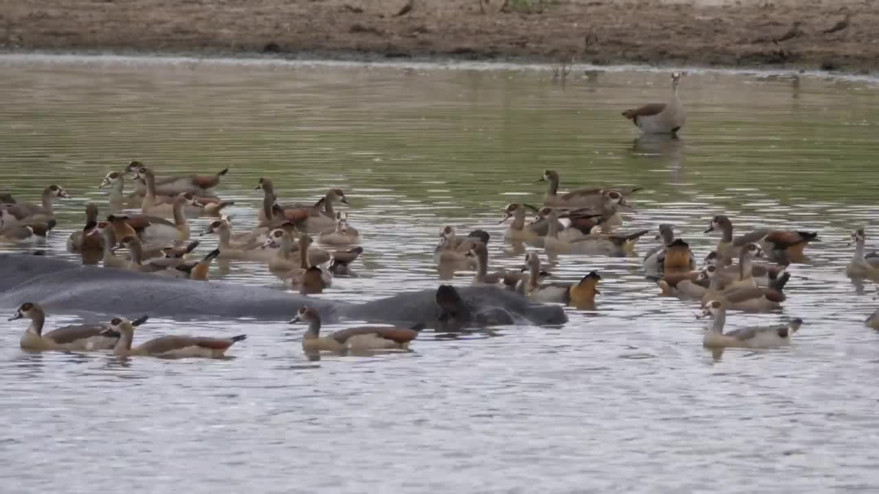 Stock Video Geese Swimming Alongside A Hippopotamus Live Wallpaper For PC