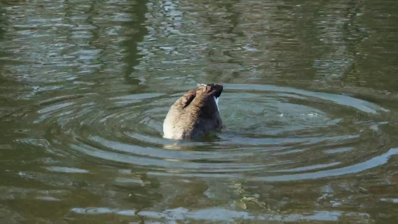 Stock Video Geese Swimming In A Dirty Lake Live Wallpaper For PC