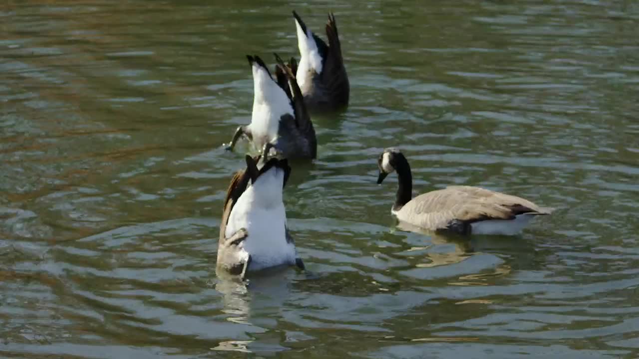 Stock Video Geese Feeding In A Lake Live Wallpaper For PC