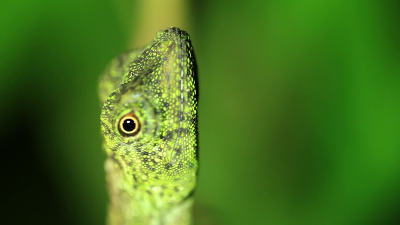 Stock Video Gecko Slowly Turning Live Wallpaper For PC
