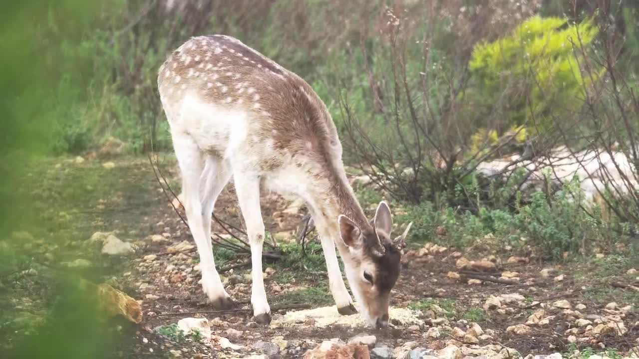 Stock Video Gazelle In The Woods Live Wallpaper For PC