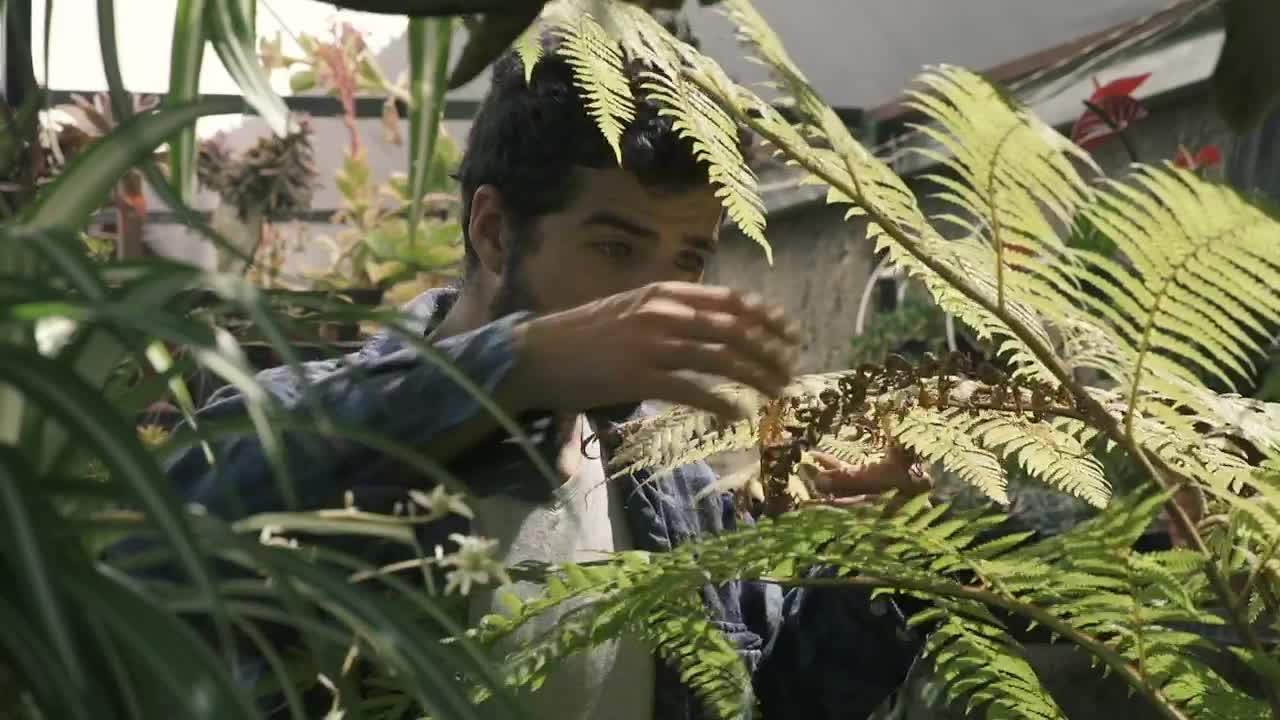 Stock Video Gardener Trims A Fern Live Wallpaper For PC
