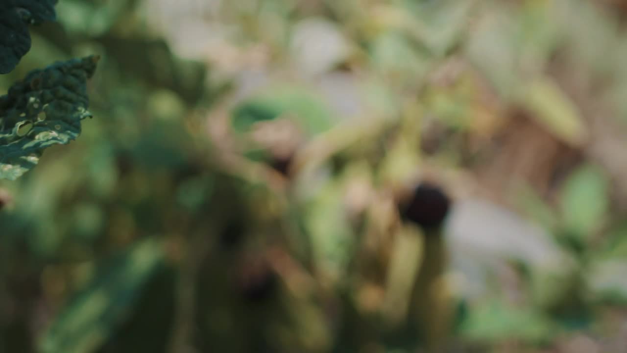 Stock Video Gardener Tending To Eggplant Live Wallpaper For PC