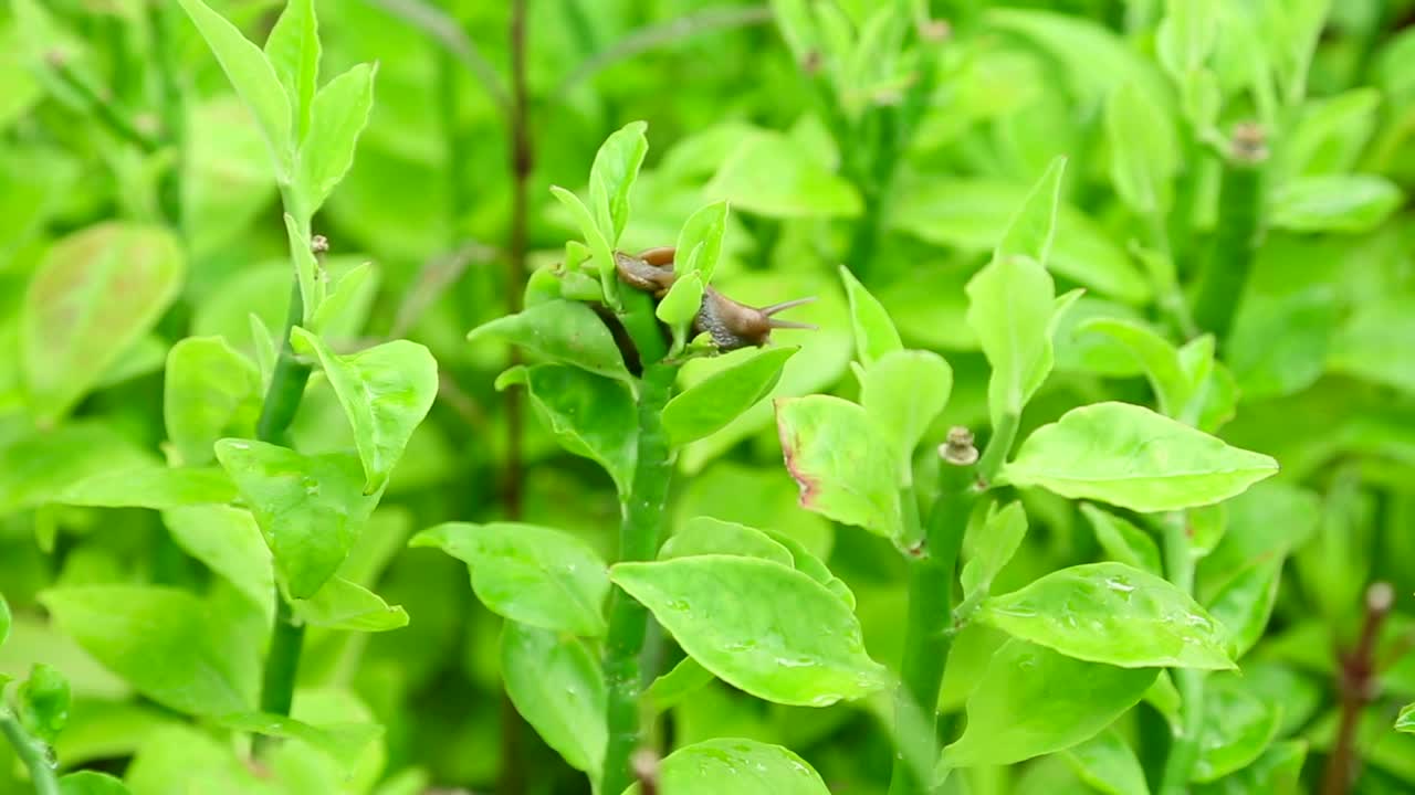 Stock Video Garden Snail On A Green Branch Live Wallpaper For PC