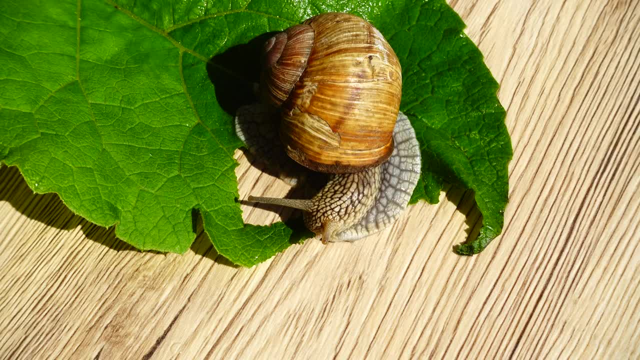 Stock Video Garden Snail Eating A Leaf Live Wallpaper For PC
