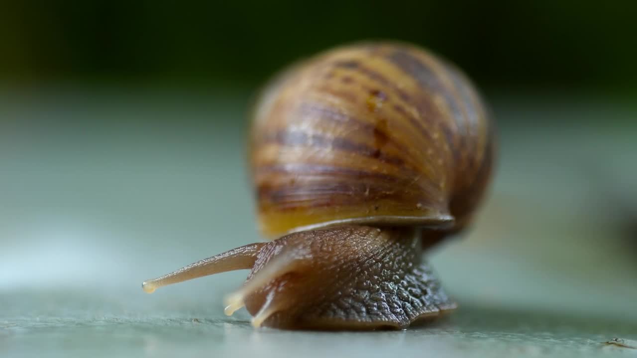 Stock Video Garden Snail Crawling Live Wallpaper For PC