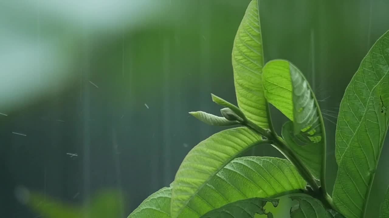 Stock Video Garden Plants In The Rain Live Wallpaper For PC