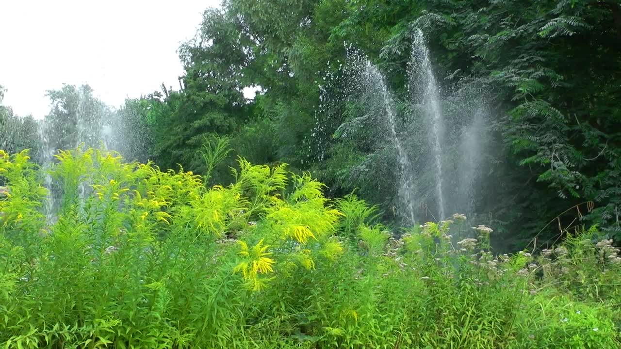 Stock Video Garden Being Watered Live Wallpaper For PC