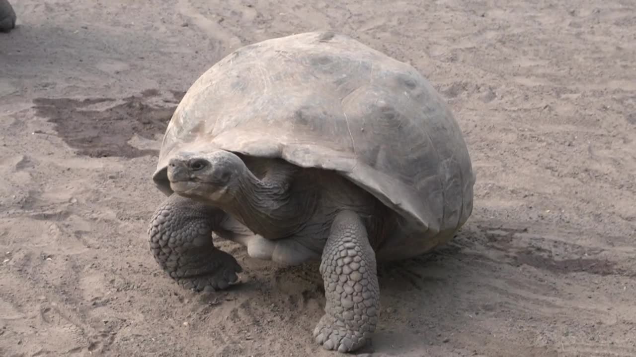 Stock Video Galapagos Tortoise Fighting On The Ground Live Wallpaper For PC