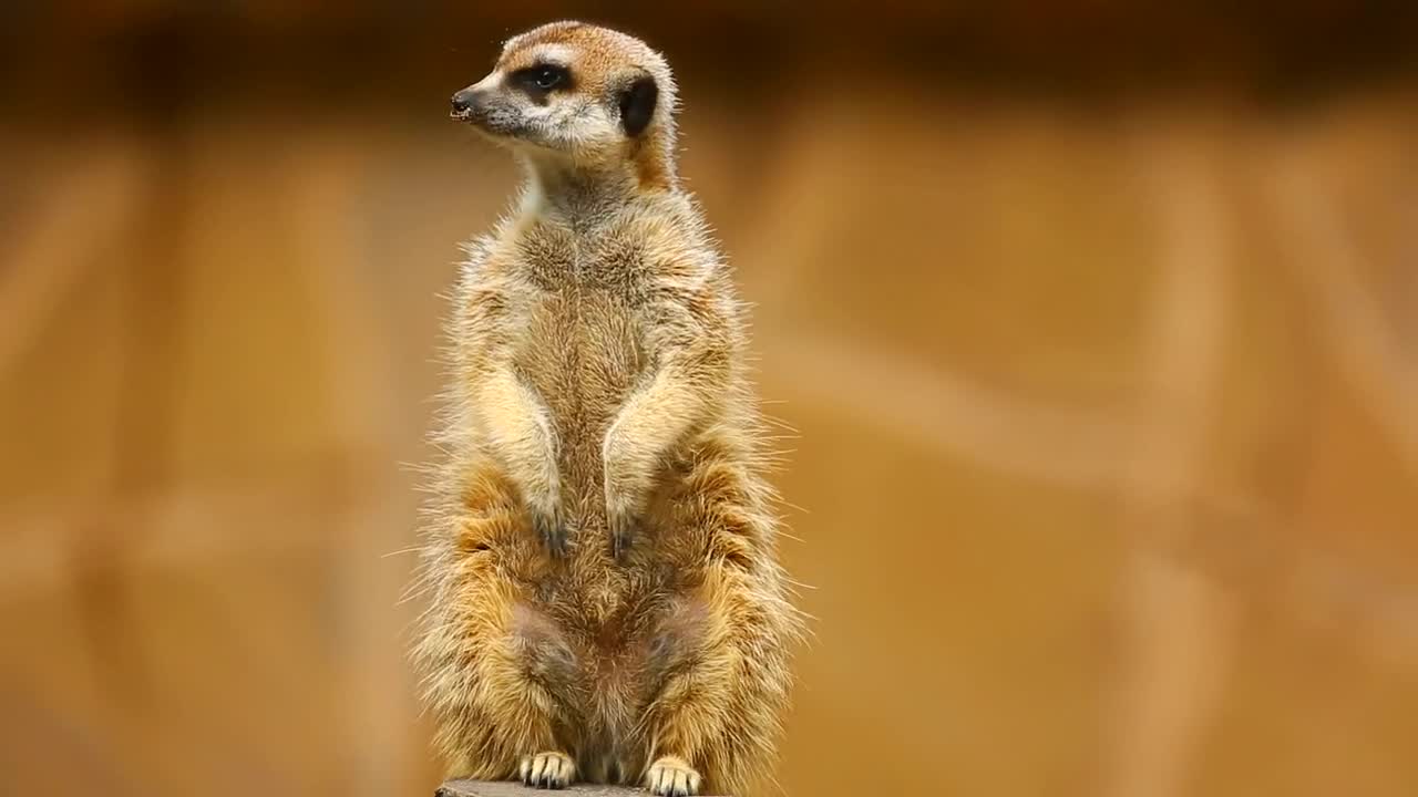 Stock Video Furry Meerkat On Guard Live Wallpaper For PC
