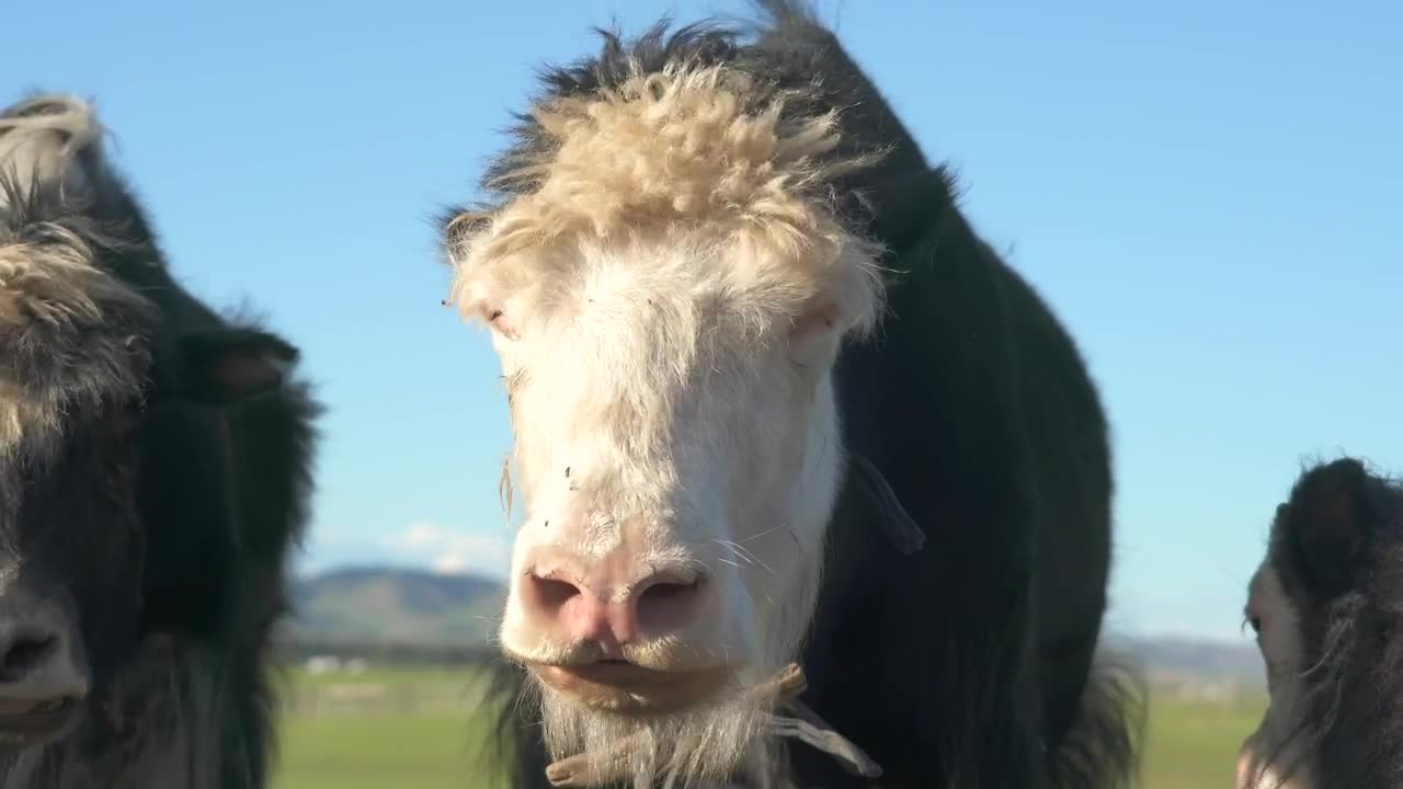 Stock Video Furry Cow And Cub Eating In The Valley Live Wallpaper For PC