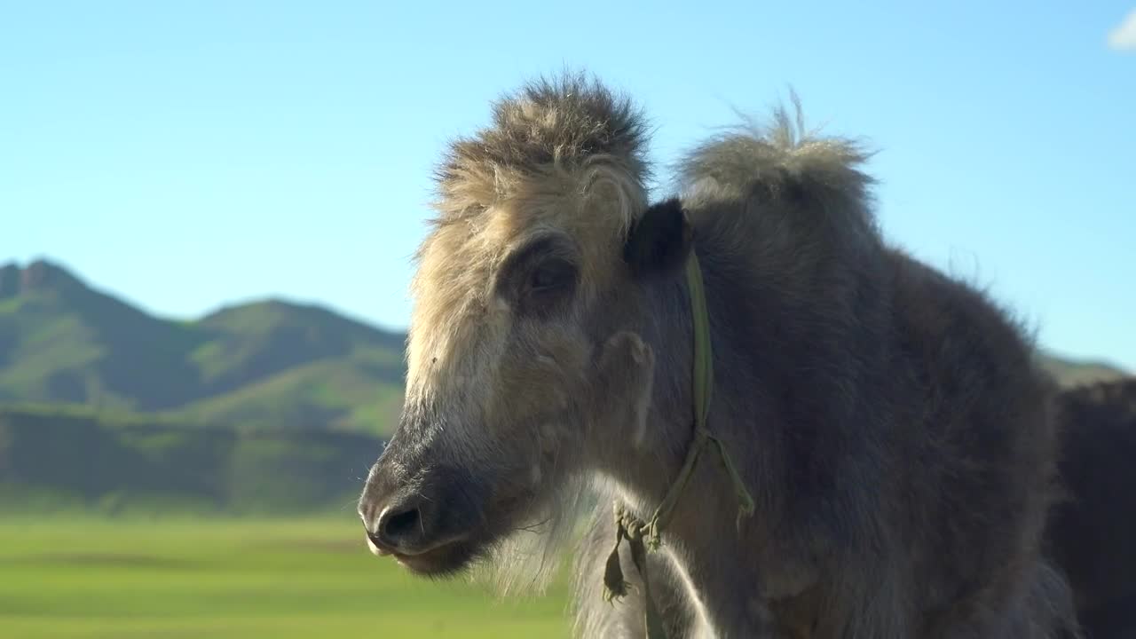 Stock Video Furry Cattle Standing In A Valley Live Wallpaper For PC