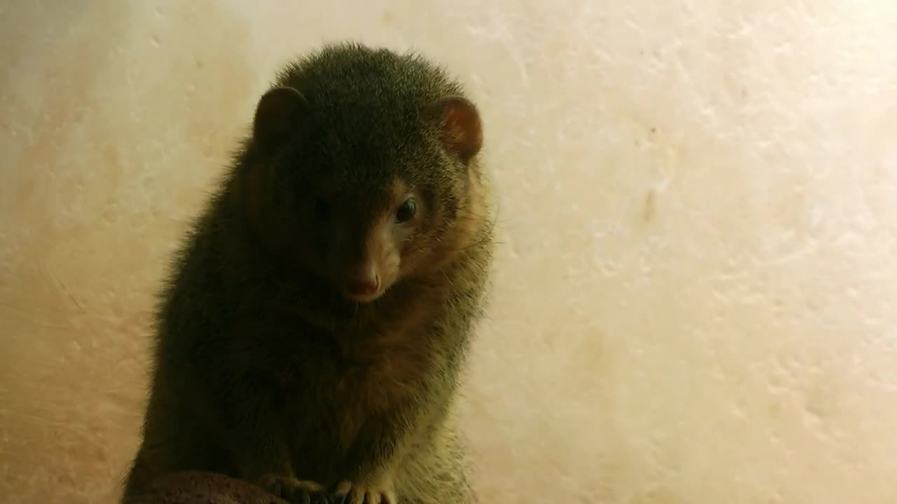 Stock Video Furry Animal Looking Around Live Wallpaper For PC