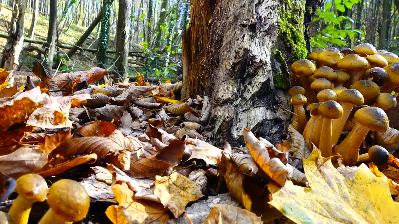 Stock Video Fungus Growing On A Tree Live Wallpaper For PC