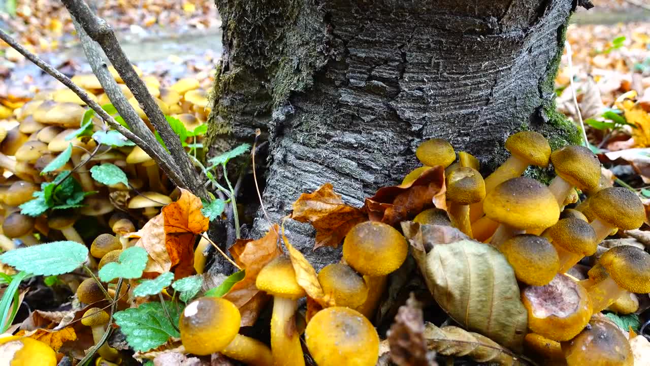 Stock Video Fungus Growing Around A Tree Live Wallpaper For PC