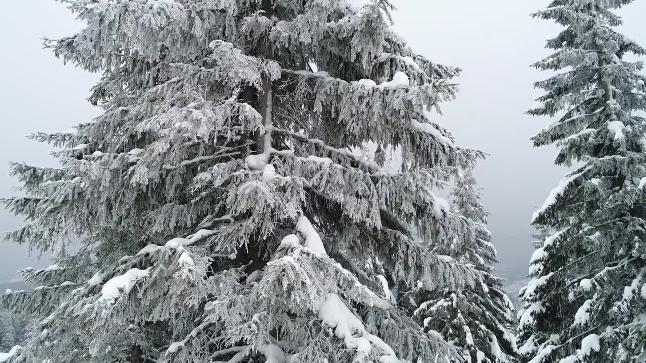 Stock Video Frozen Pine Tree At A Foggy Forest Live Wallpaper For PC