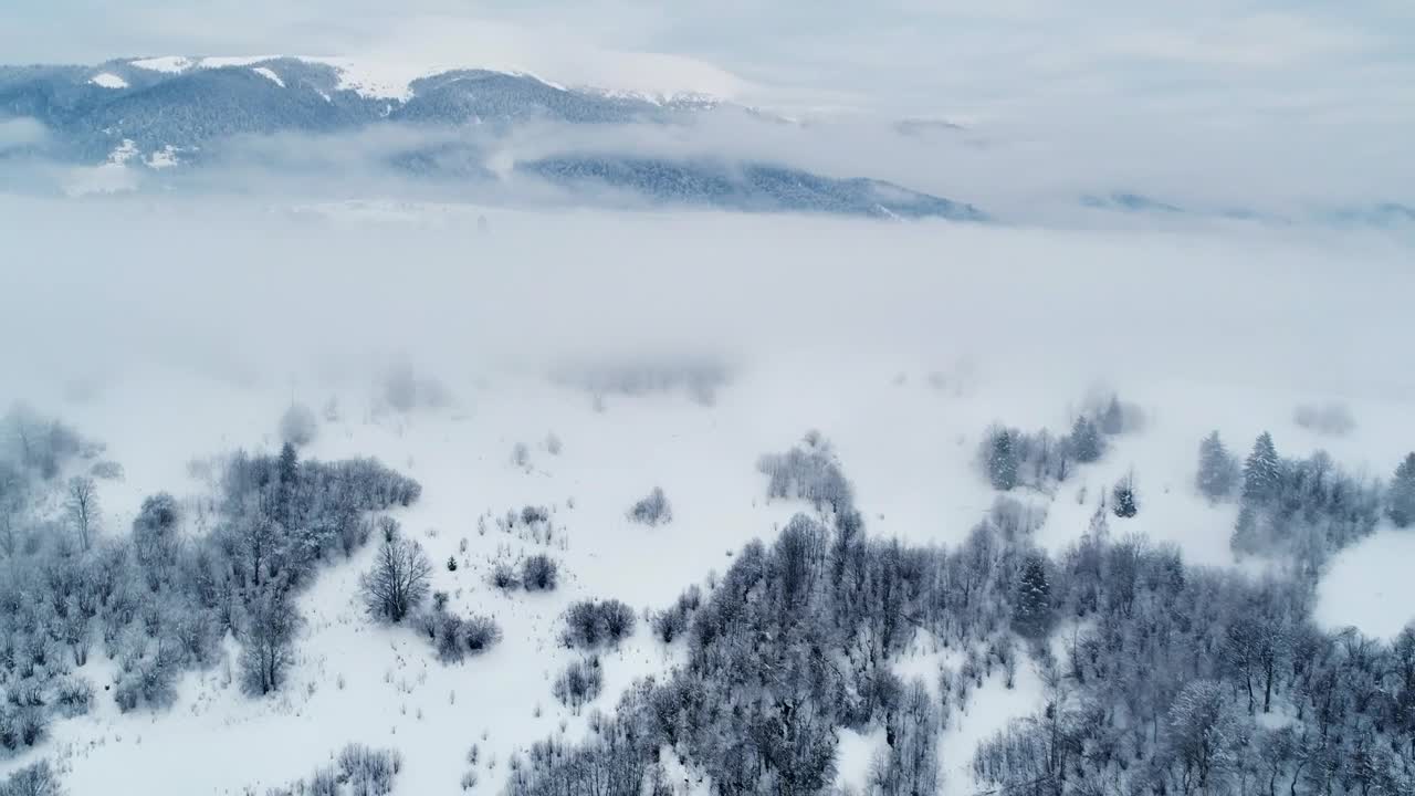 Stock Video Frozen Landscape In A Winter Forest In The Mountains Live Wallpaper For PC