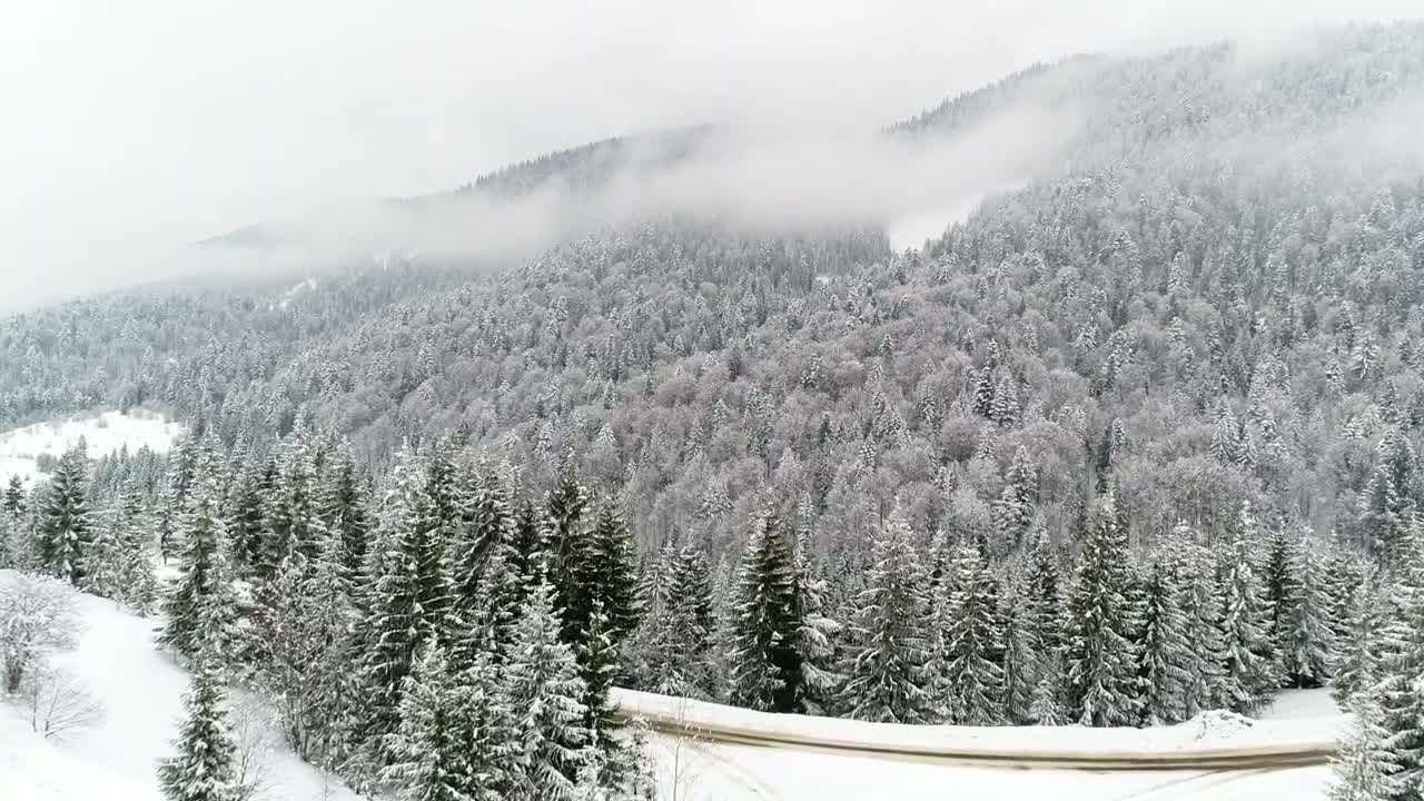Stock Video Frozen Landscape Full Of Mist And Pine Trees Live Wallpaper For PC