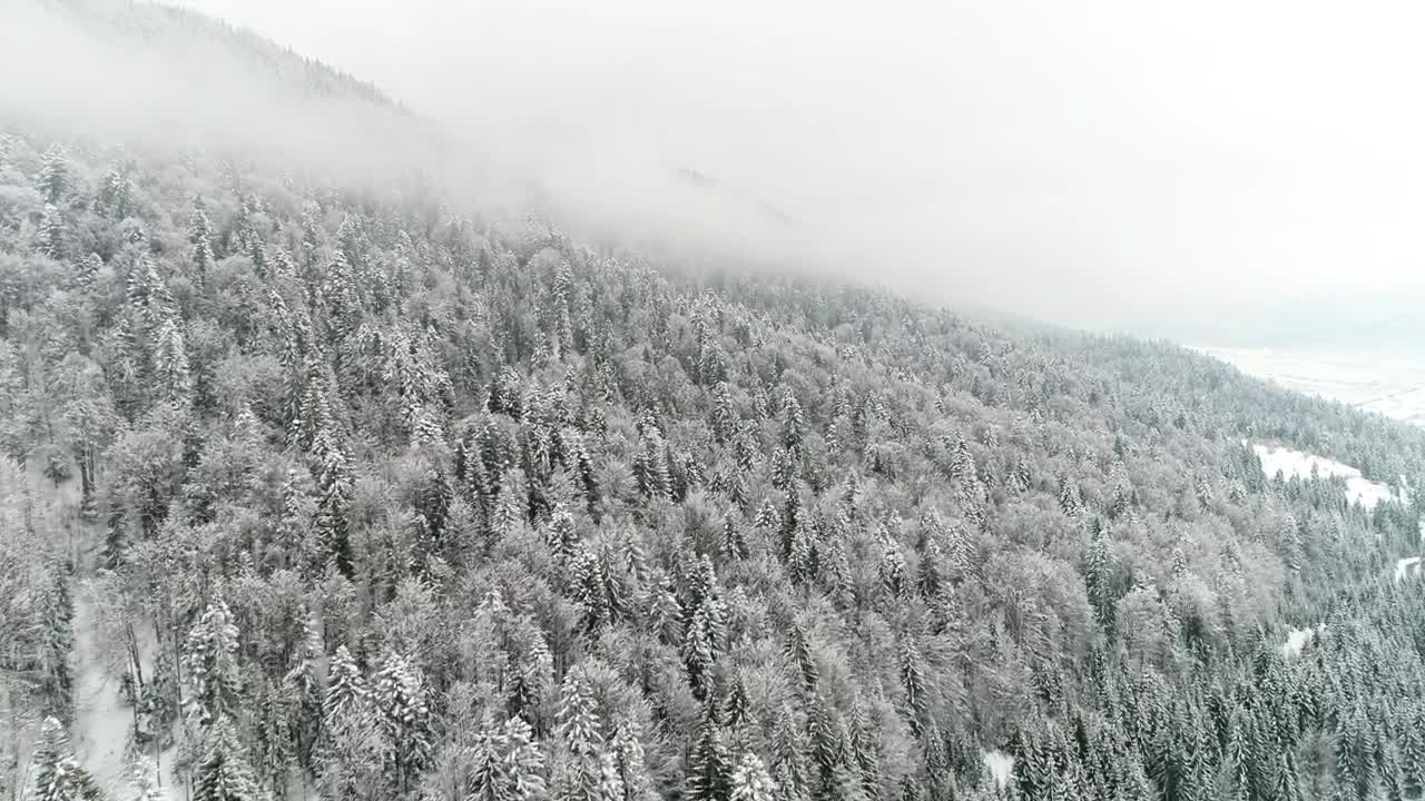 Stock Video Frozen Flora In A Winter Environment Live Wallpaper For PC