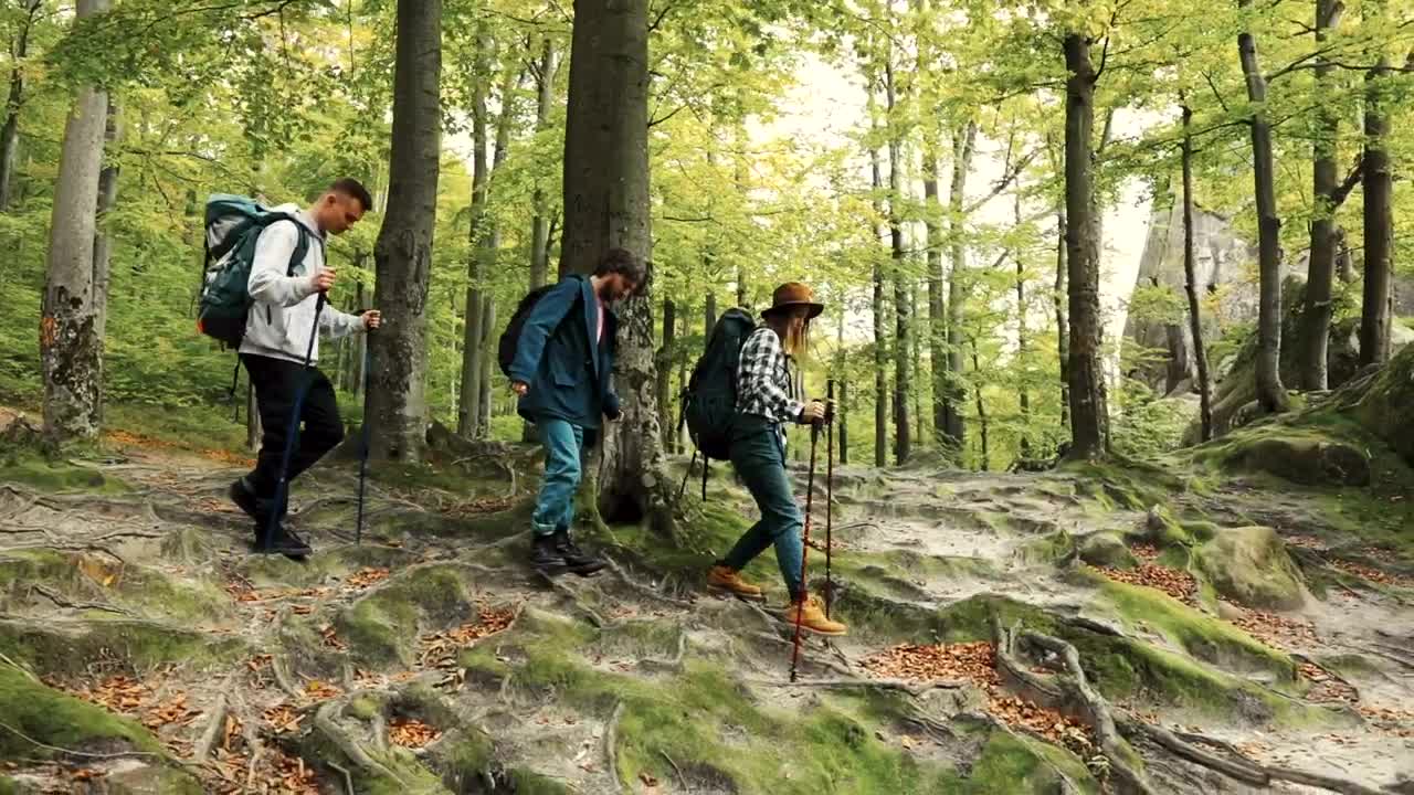 Stock Video Friends Walking Through The Woods Live Wallpaper For PC