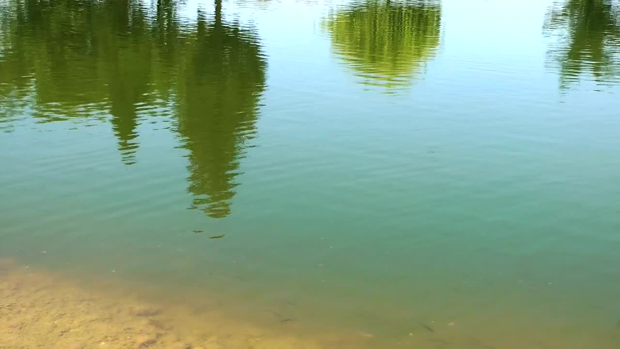 Stock Video Lake Reflecting Trees Animated Wallpaper