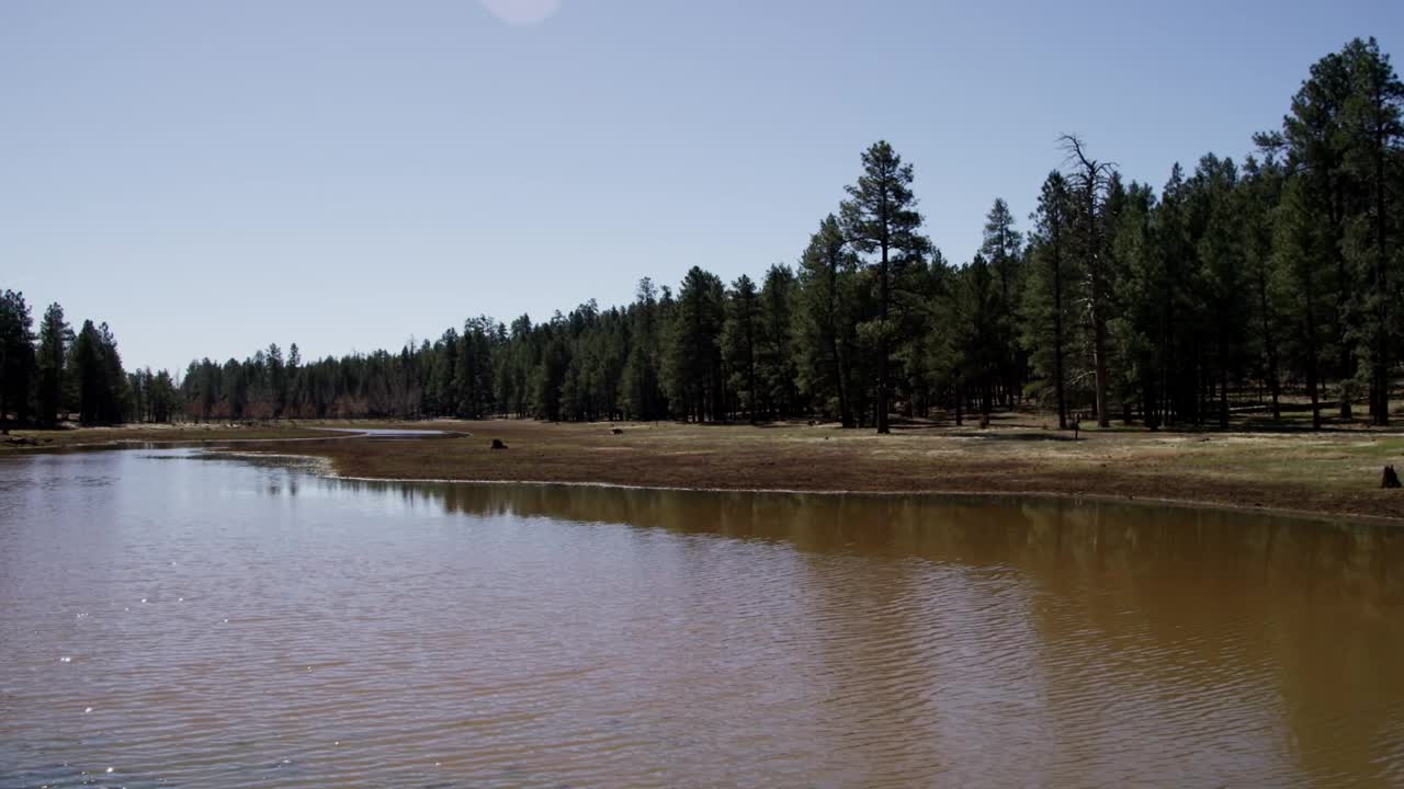 Stock Video Lake In The Middle Of A Sunny Forest Animated Wallpaper
