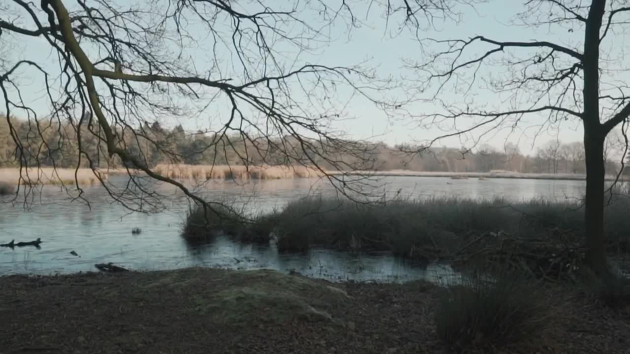 Stock Video Lake In A Forest During The Winter Animated Wallpaper