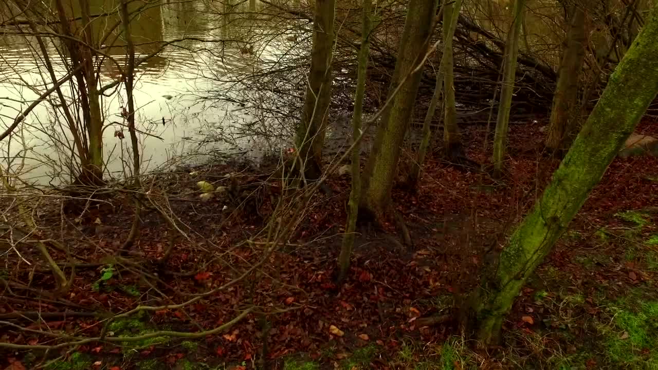 Stock Video Lake In A Forest During Autumn Animated Wallpaper