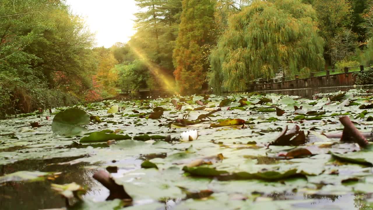 Stock Video Lake Covered With Leaves Of A Park In Nature Animated Wallpaper