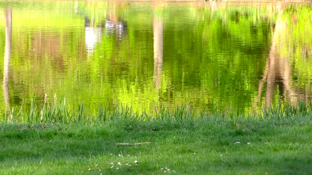 Stock Video Lake By The Grass In The Park Animated Wallpaper