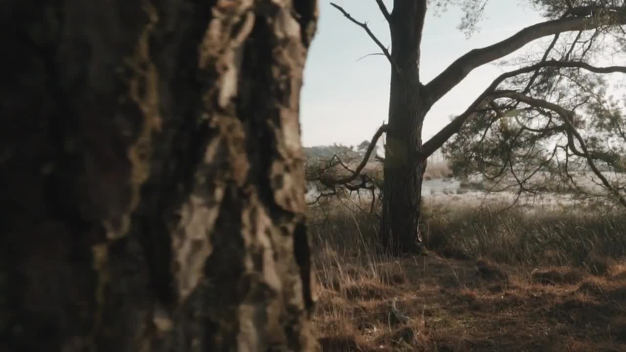 Stock Video Lake Behind Two Trees In A Forest Animated Wallpaper