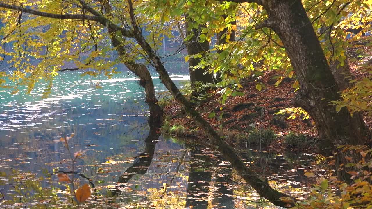 Stock Video Lake And Forest Landscape Animated Wallpaper