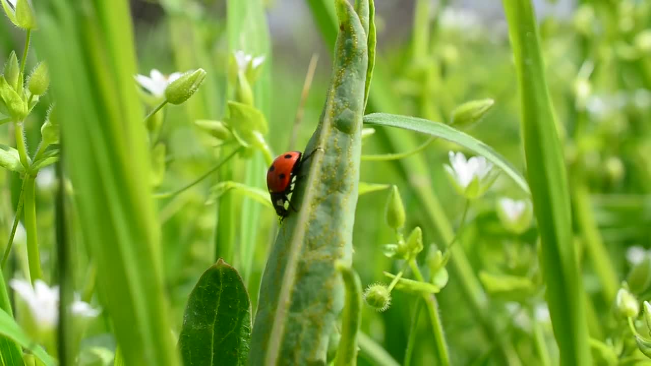Stock Video Ladybug Walking Through The Grasses On A Sunny Day Animated Wallpaper