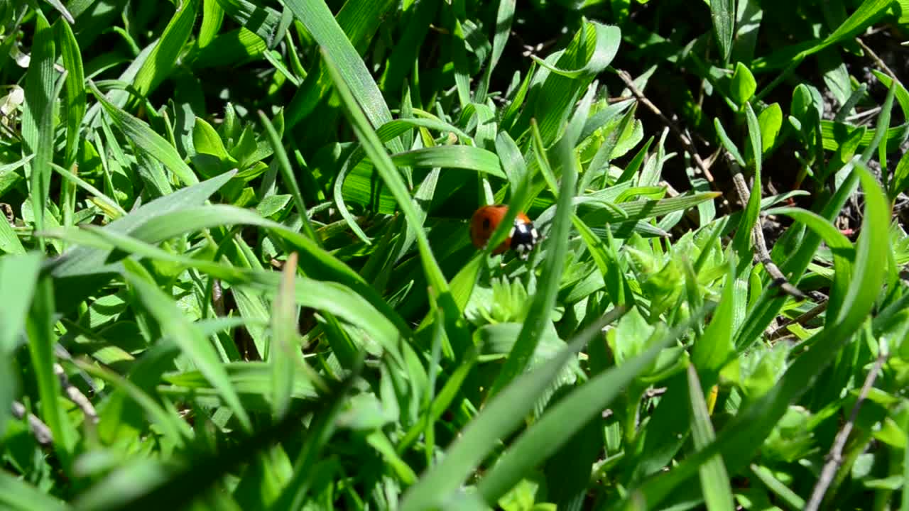 Stock Video Ladybug Hidden In A Lawn Animated Wallpaper