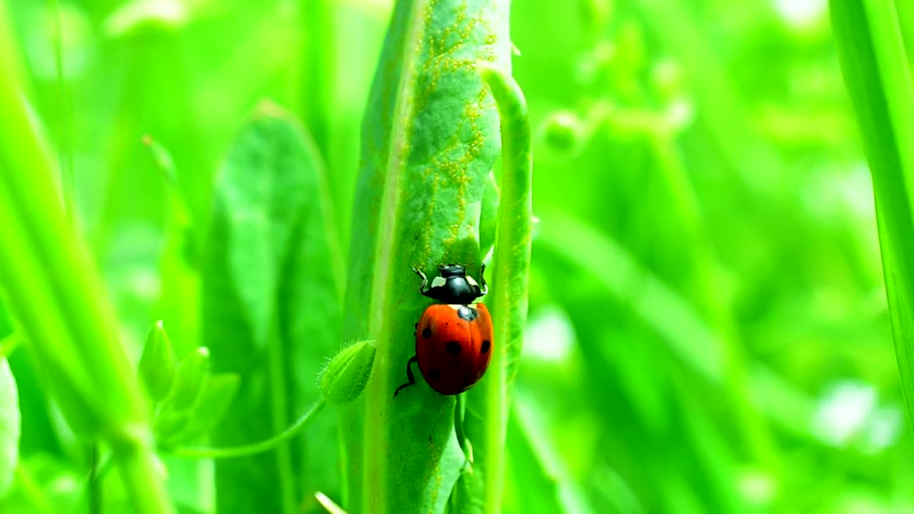 Stock Video Ladybug Climbing Up Tall Grass Animated Wallpaper