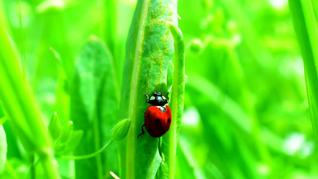 Stock Video Ladybug Climbing On Grass Animated Wallpaper