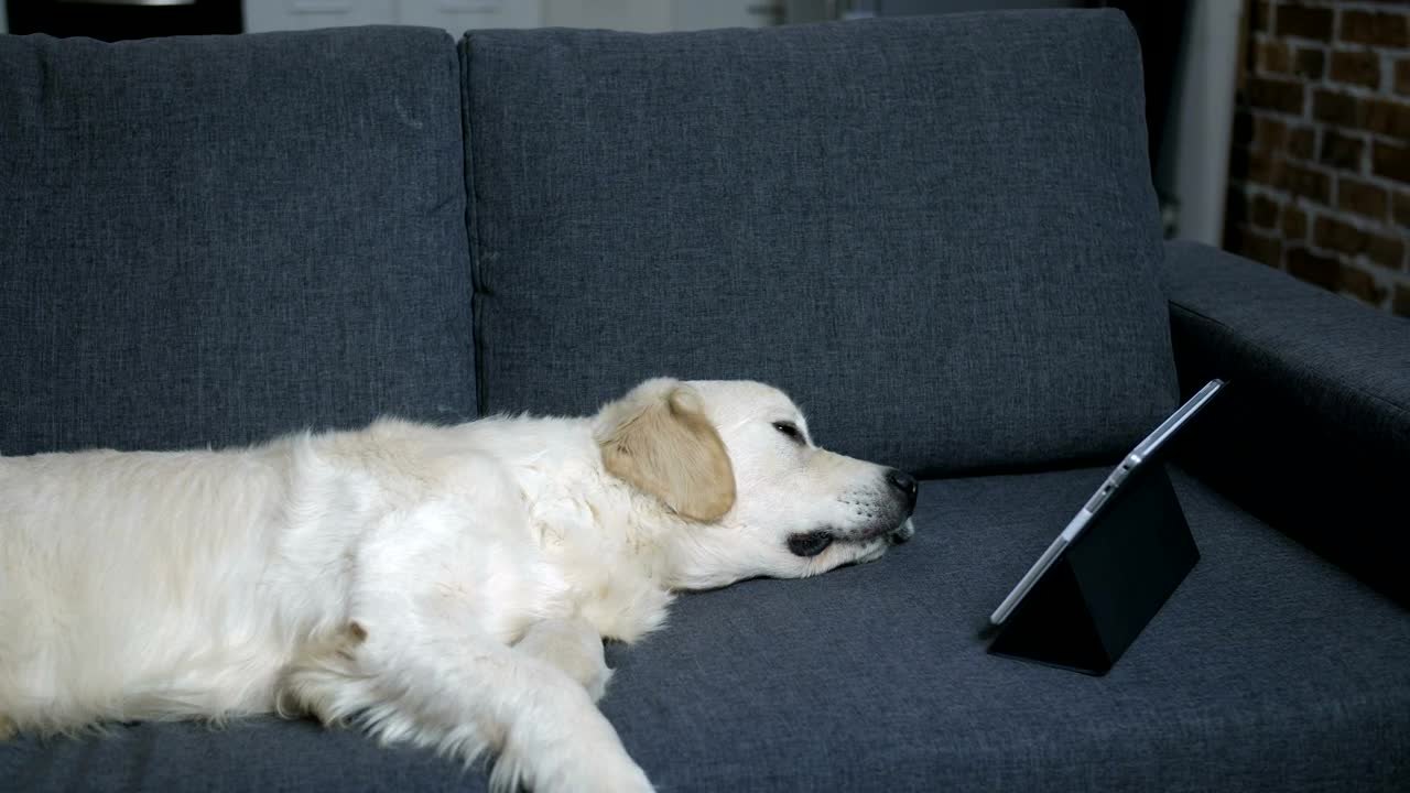 Stock Video Labrador Sleeping With A Tablet Animated Wallpaper