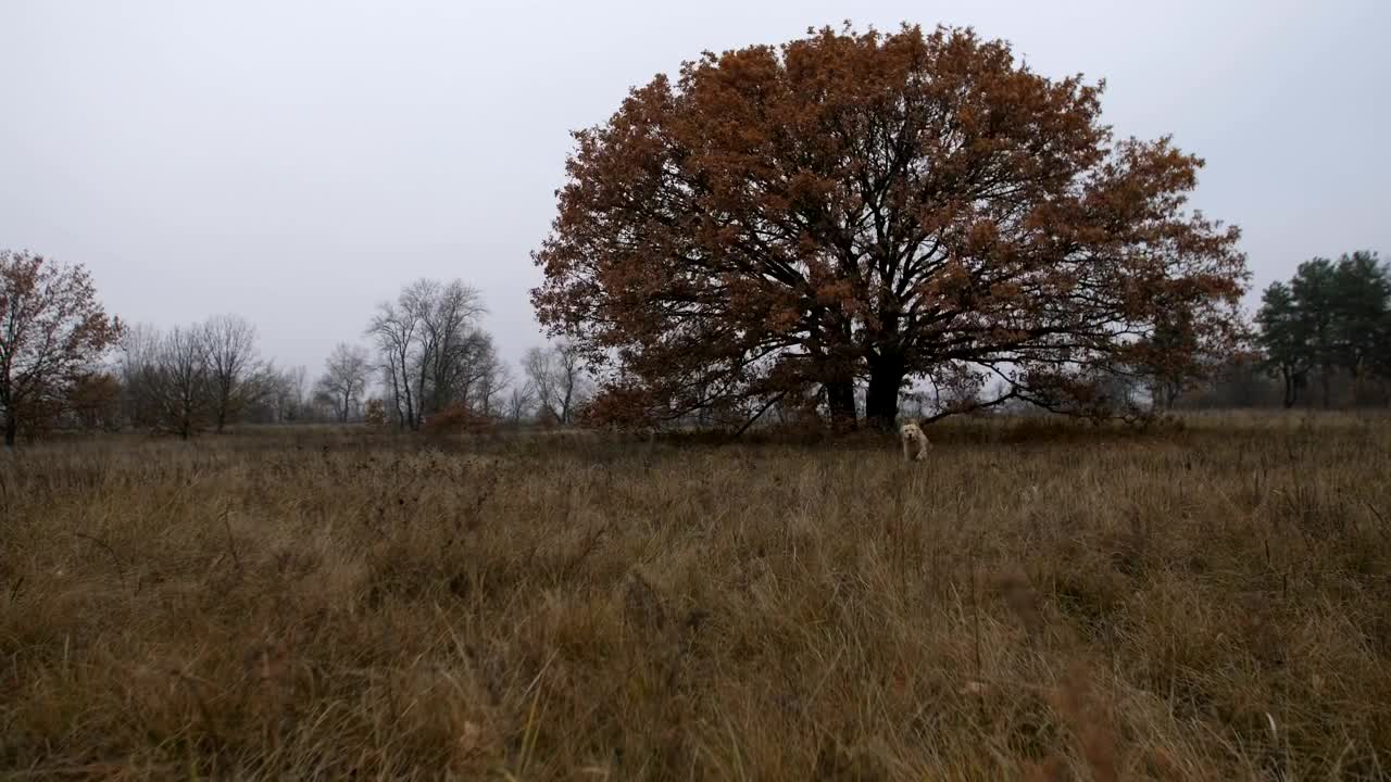 Stock Video Labrador Running Through A Field Animated Wallpaper
