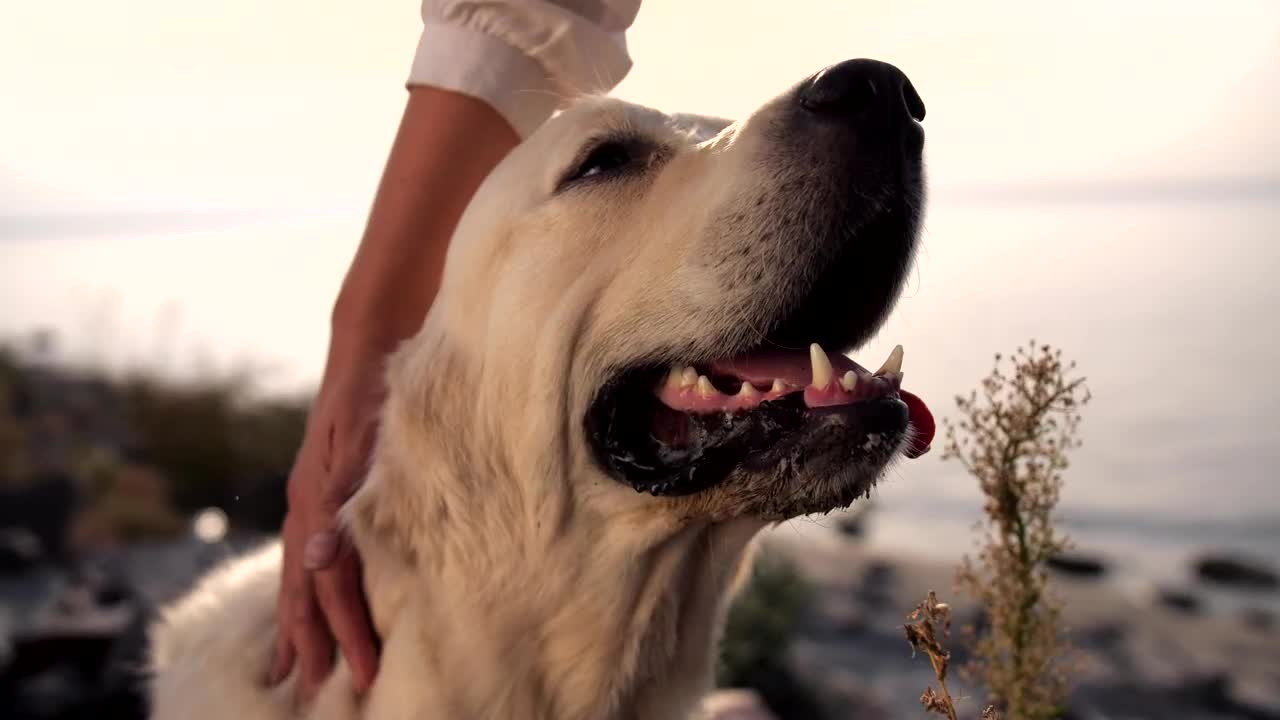 Stock Video Labrador Enjoying A Head Scratch Animated Wallpaper