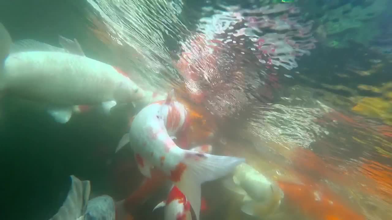 Stock Video Koi Fish Swimming In The Pond Animated Wallpaper