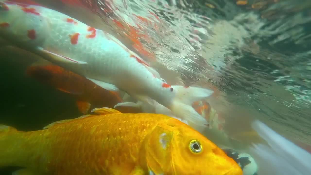 Stock Video Koi Fish Swimming Animated Wallpaper