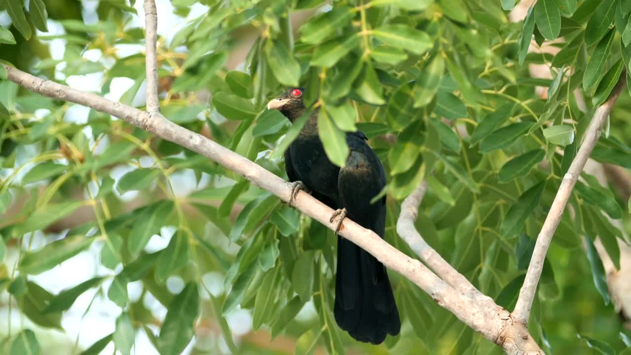 Stock Video Koel Hiding Behind Leaves Animated Wallpaper