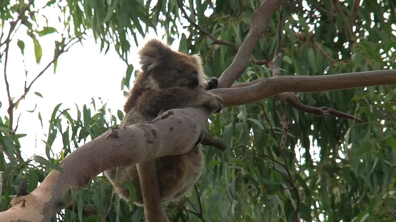 Stock Video Koala Hanging On A Tree Branch Animated Wallpaper