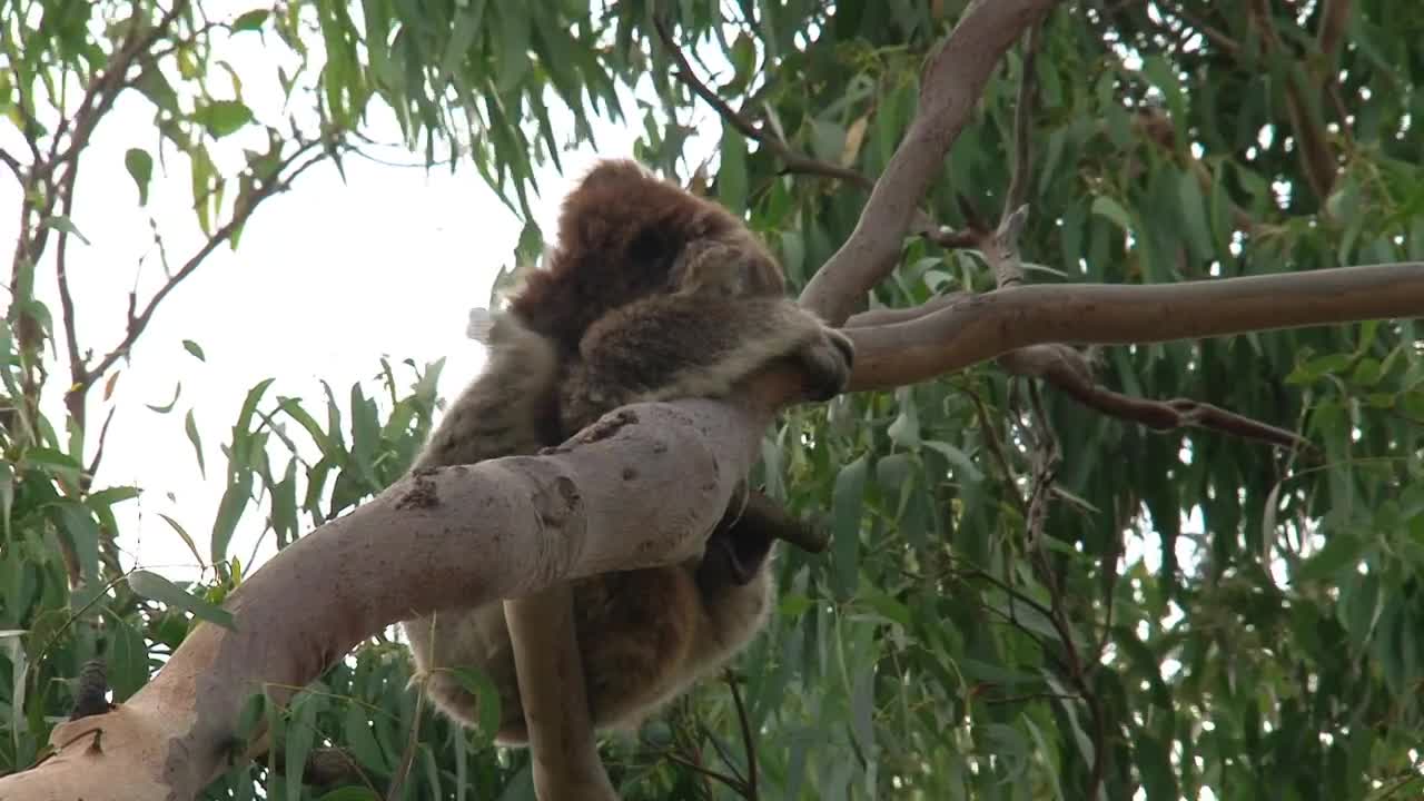 Stock Video Koala Hanging In A Tree Animated Wallpaper