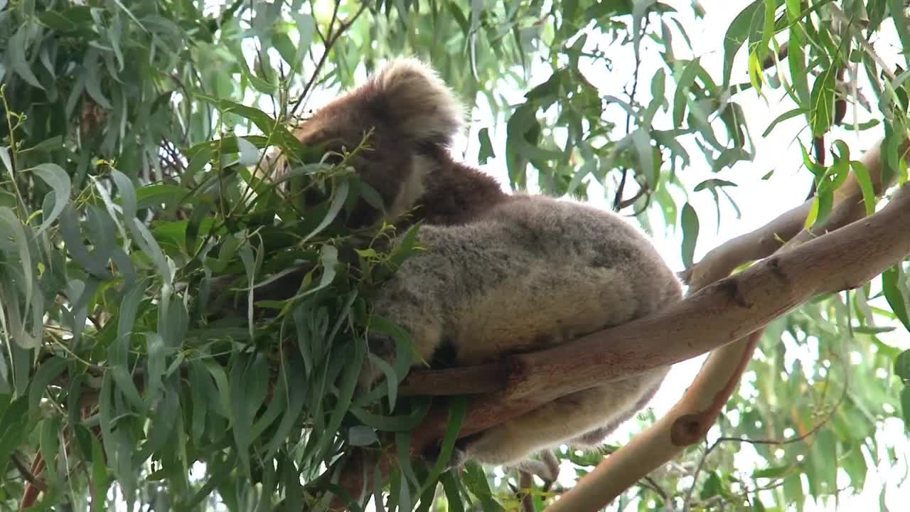 Stock Video Koala Eating Eucalyptus Leaves On A Tree Animated Wallpaper