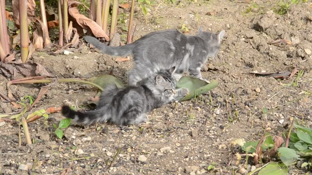 Stock Video Kittens Playing With A Leaf Animated Wallpaper