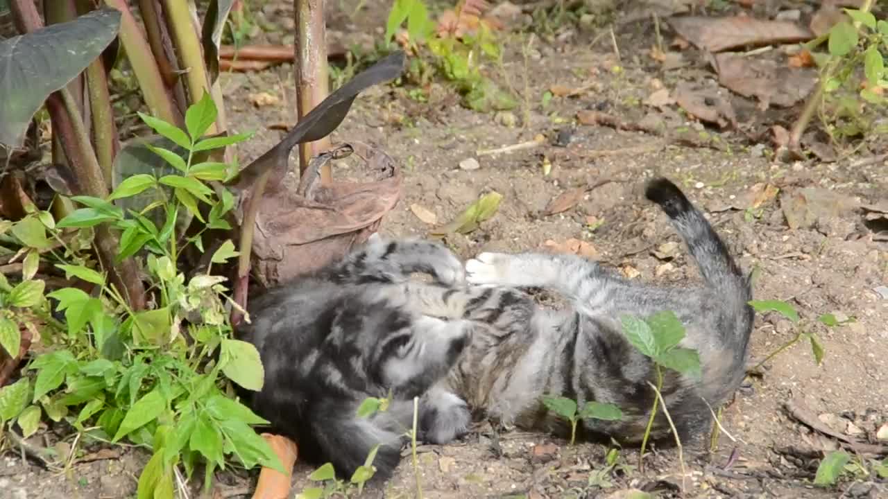 Stock Video Kittens Play Fighting Animated Wallpaper