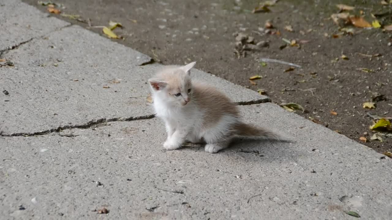 Stock Video Kitten Walking Alone Animated Wallpaper
