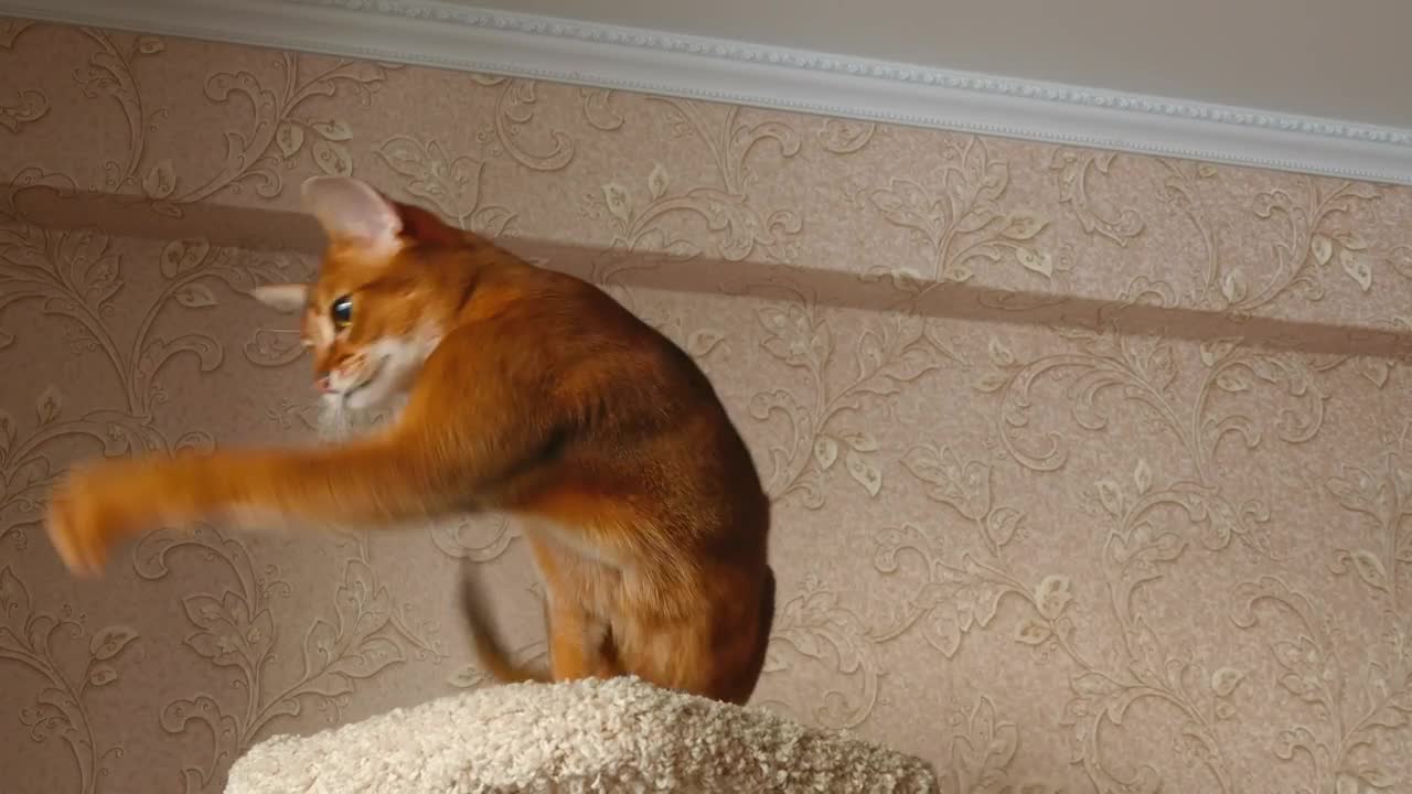 Stock Video Kitten Playing With Ball Animated Wallpaper